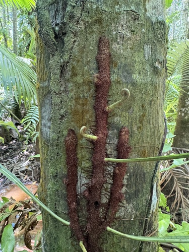 Dendroconche ampla