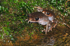 Leptobrachium hasseltii