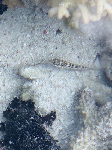 Parapercis australis observed 2026-10-09