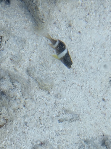 Dischistodus pseudochrysopoecilus observed 2026-10-09