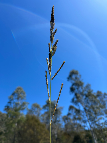 Paspalum quadrifarium, 2026-10-09