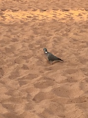 Columba palumbus