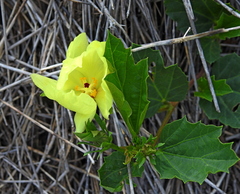 Cienfuegosia drummondii