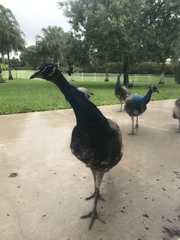 Pavo cristatus × muticus