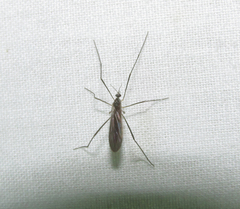 Limoniinae