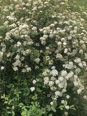 Spiraea × vanhouttei