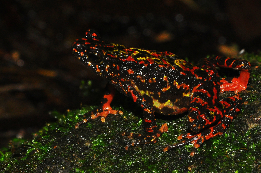 Bleeding Toad