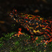 Bleeding Toad - Photo (c) Arief Tajalli, some rights reserved (CC BY-NC), uploaded by Arief Tajalli