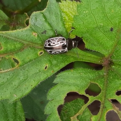 Calligrapha elegantula