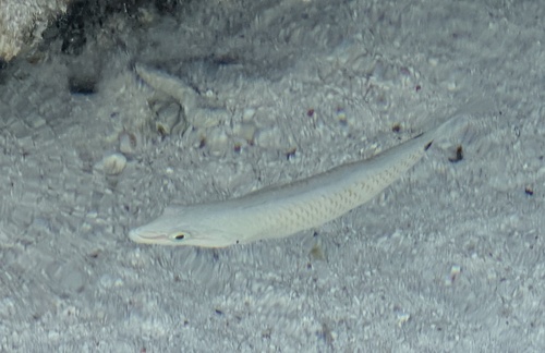 Halichoeres trimaculatus observed 2026-10-09