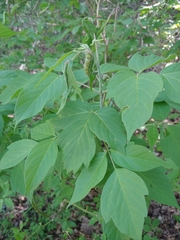 Contarinia negundinis