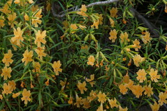 Diplacus × australis