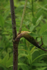 Angelica cincta