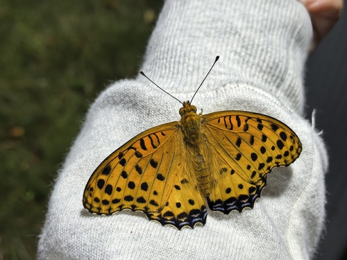 Tropical Fritillary