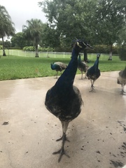 Pavo cristatus × muticus