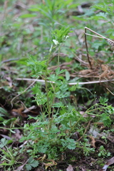 Corydalis capnoides