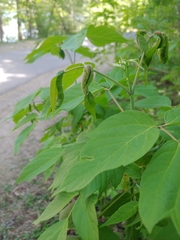 Contarinia negundinis