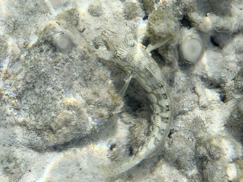 Parapercis australis observed 2026-10-09