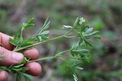 Corydalis capnoides