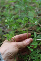 Corydalis capnoides