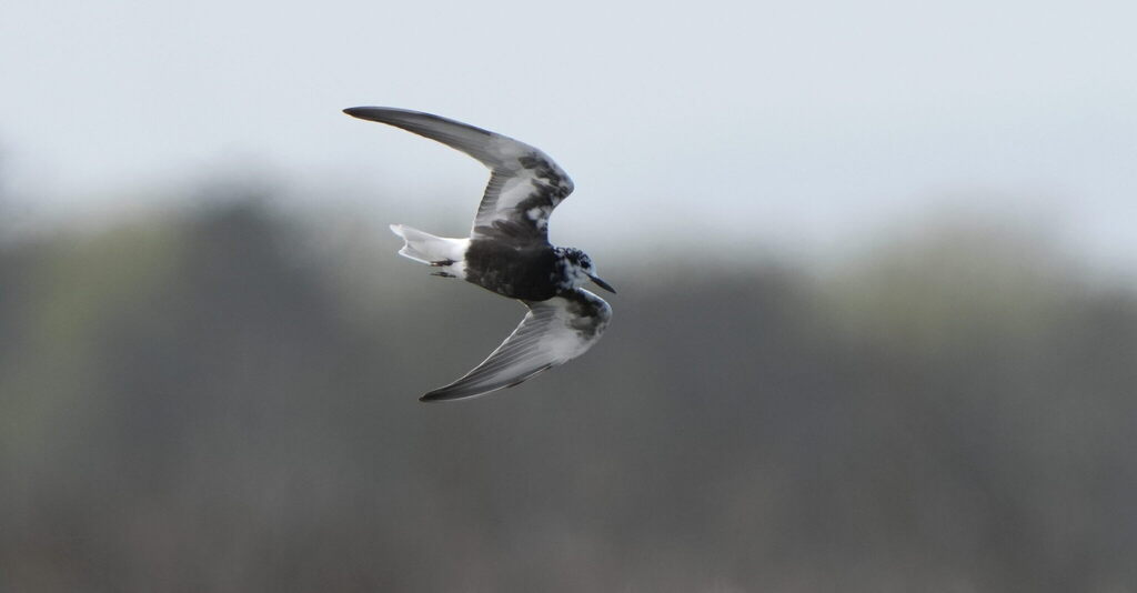 White-winged Tern