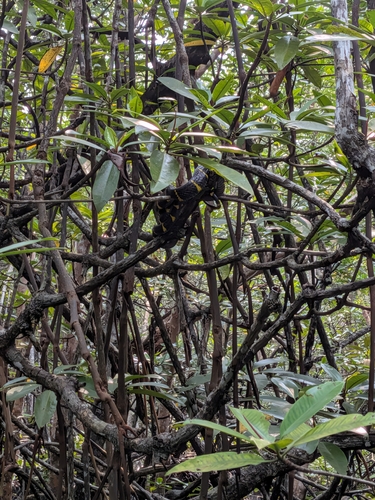 Boiga dendrophila, 2026-10-08