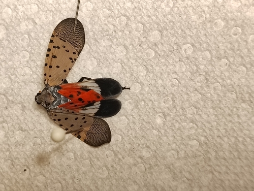 Spotted Lanternfly