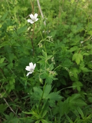 Geranium albiflorum
