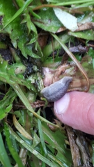 Arion circumscriptus