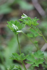 Corydalis capnoides