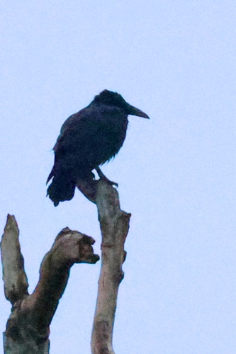 Corvus enca observed 2026-10-09