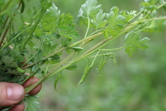 Corydalis capnoides