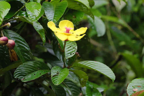 Dillenia excelsa observed 2026-10-09