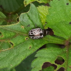 Calligrapha elegantula