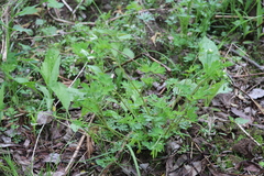 Corydalis capnoides
