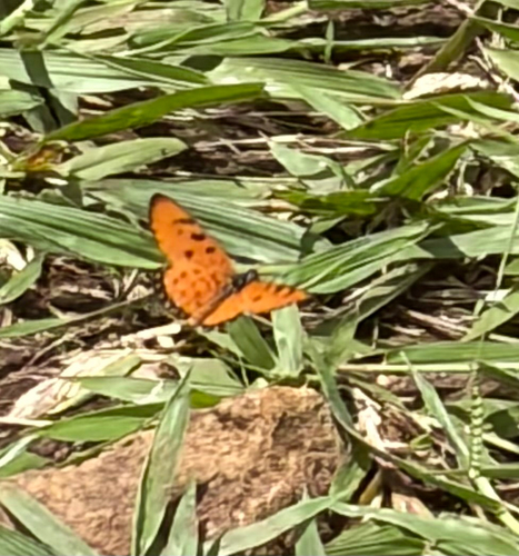 Tawny Coster