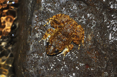 Limnonectes kuhlii