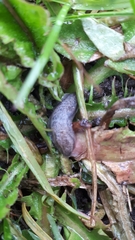 Arion circumscriptus