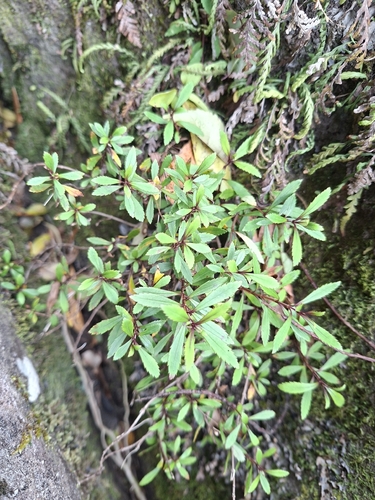 Veronica catarractae observed 2026-10-09