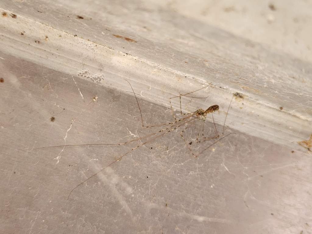 Pholcus woongil