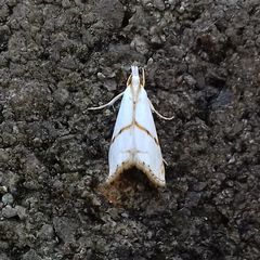 Pseudargyria interruptella