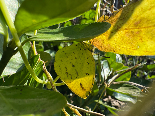Japanese common grass yellow