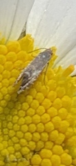 Glyphipterix simpliciella
