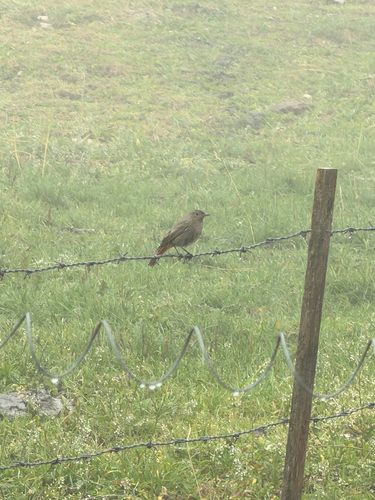 Black Redstart
