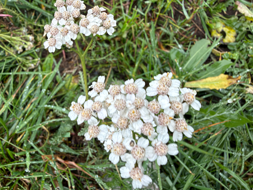 common yarrow