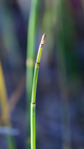 Equisetum laevigatum, 2026-09-30