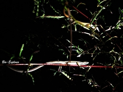 Takydromus sexlineatus