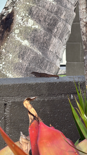 Anolis sagrei observed 2026-10-07