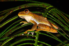 Rhacophorus margaritifer