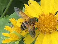 Esenbeckia incisuralis
